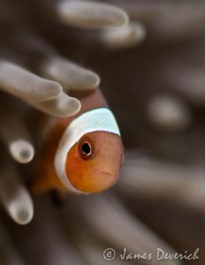 Juvi Clown fish contemplating life by James Deverich 